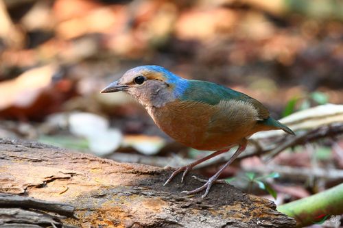蓝背八色鸫 - 江西版 jiangxi 鸟网