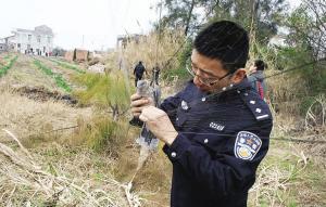 开春了,"鸟类天堂"灵昆岛遍布捕鸟网