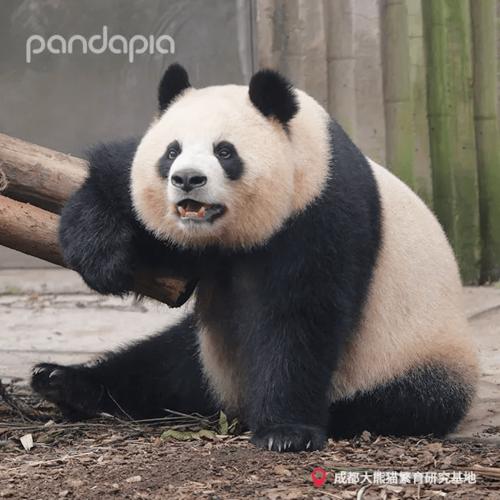 假如"滚滚"也要读书,会有哪些趣事呢