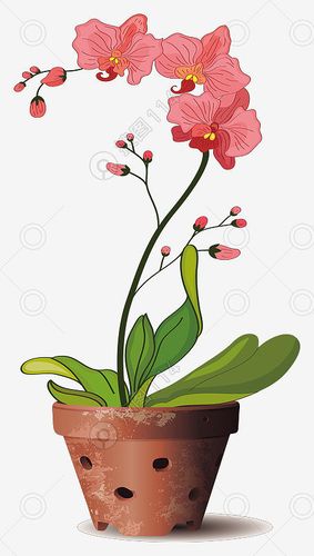 水彩手绘盆栽蝴蝶兰