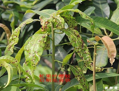 芒果叶瘿蚊如何防治附图片