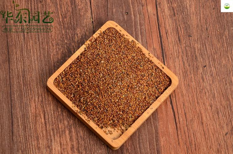 薄荷种子 美国薄荷种子 猫薄荷种子 盆栽种子批发