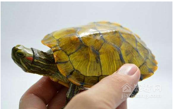 招财龟怎么养养招财龟真的能招财吗