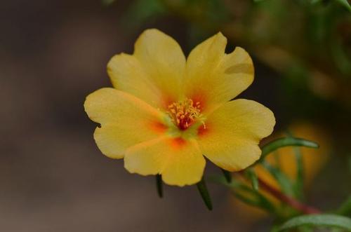 午时花,听名字好像还挺特别的,不过看到花的样子以后就会发现,其实它