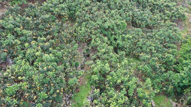 这是5月1日拍摄的贵州省关岭县断桥镇的枇杷林(无人机照片).