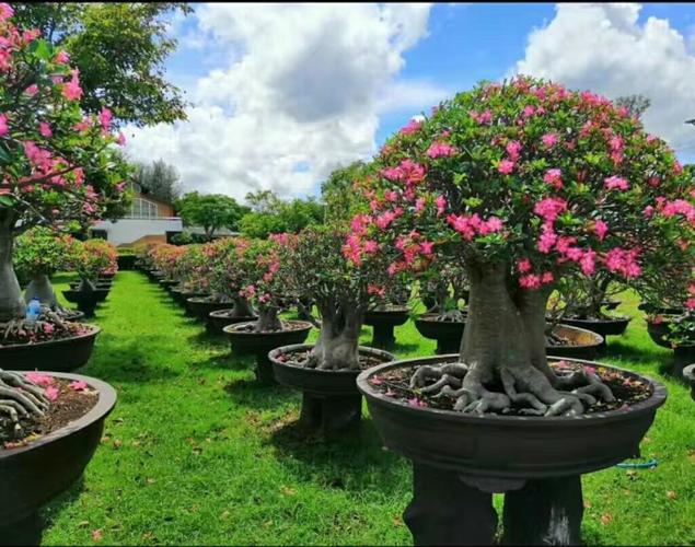 沙漠玫瑰欣赏三