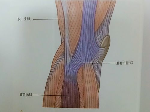 体侧线/解剖列车笔记第13课 - 简书