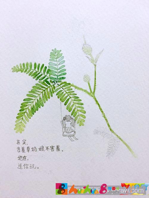 含羞草插画教程