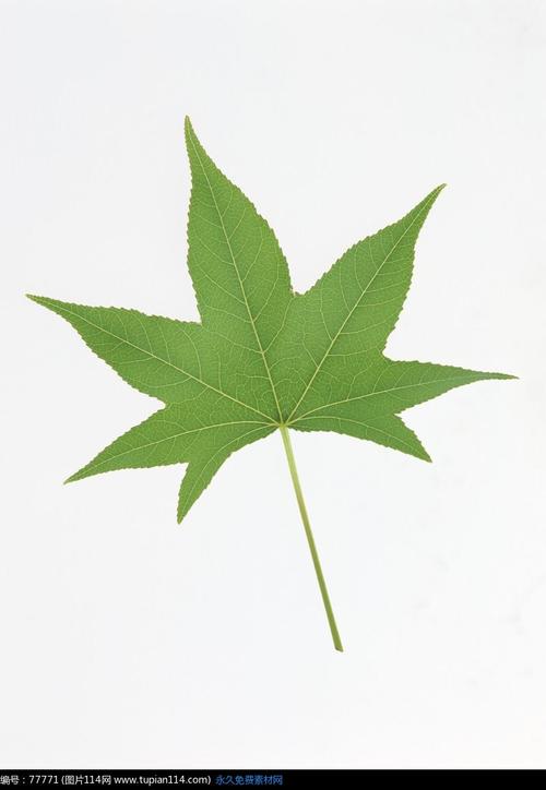 绿色的树叶摄影图片40