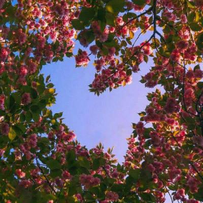 风景微信头像图片大全花真实花朵图片适合老人做微信头像