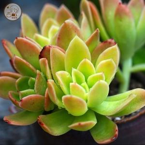 柠檬卷多肉植物