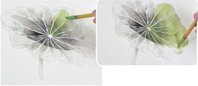 工笔画学习|正面荷叶的画法及分染罩染步骤