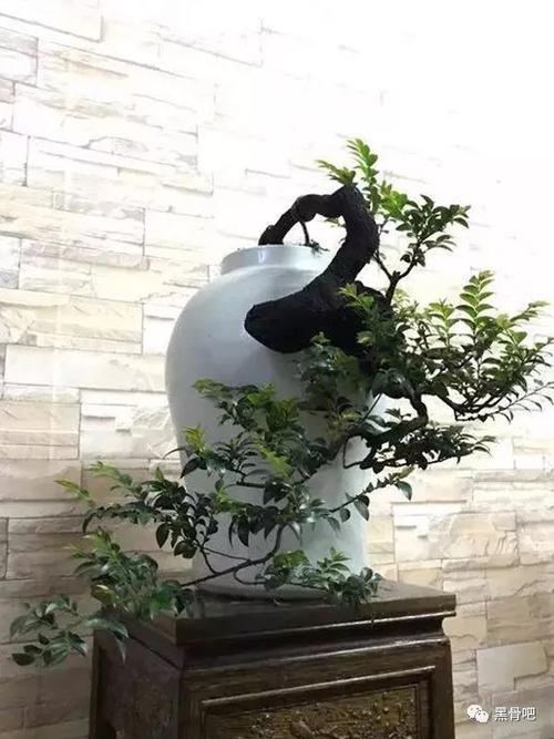 黑骨茶盆景欣赏&杂谈