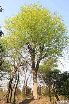 植物分类大乔木