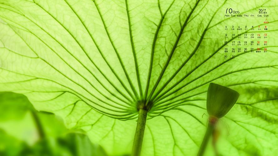 2017年10月护眼大片荷叶宽屏日历壁纸