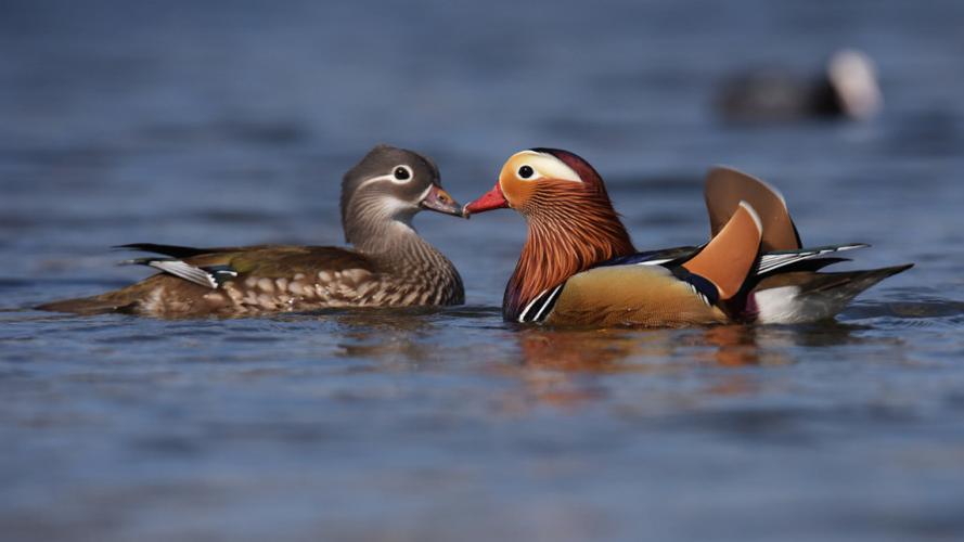 鸳鸯公母的区别是什么