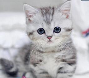 预售纯种美短加白银虎斑猫起司猫美国短毛猫美短加白美短猫活体99