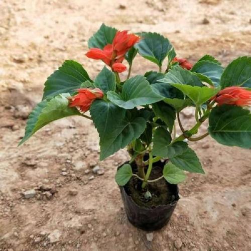 采购一串红 一串红小苗 一串红价格