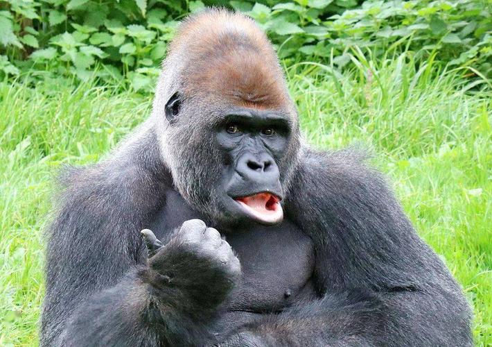 英国一只14岁的西部低地大猩猩面部表情和肢体动作都非常有趣.