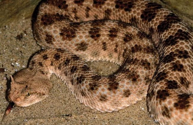 生活在撒哈拉沙漠的十种动物