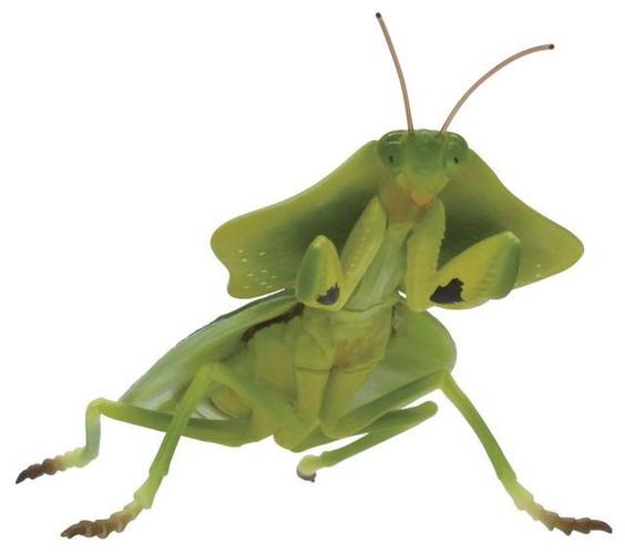 模玩资讯tarts原色图鉴系列拟态昆虫扭蛋叶39兰花螳螂