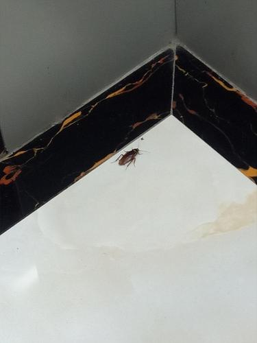 给大家看看南方的小蟑螂