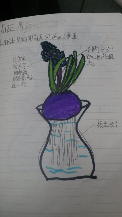 二年级的冬日絮语&风信子观察日记——宫禧