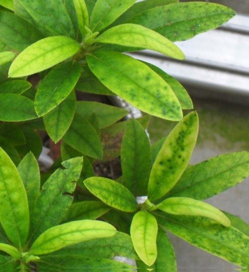 杜鹃花的叶子发黄且有斑点,请问应该如何解决这个问题