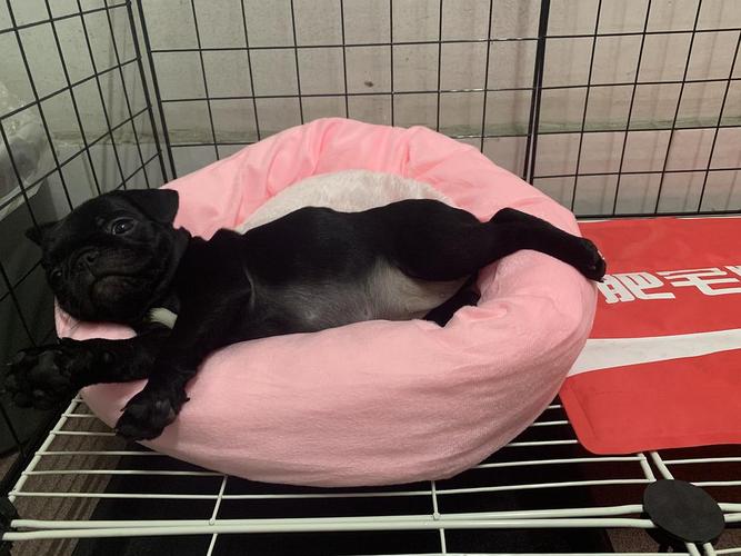 2个月大的法斗,耳朵突然不立了.缺钙