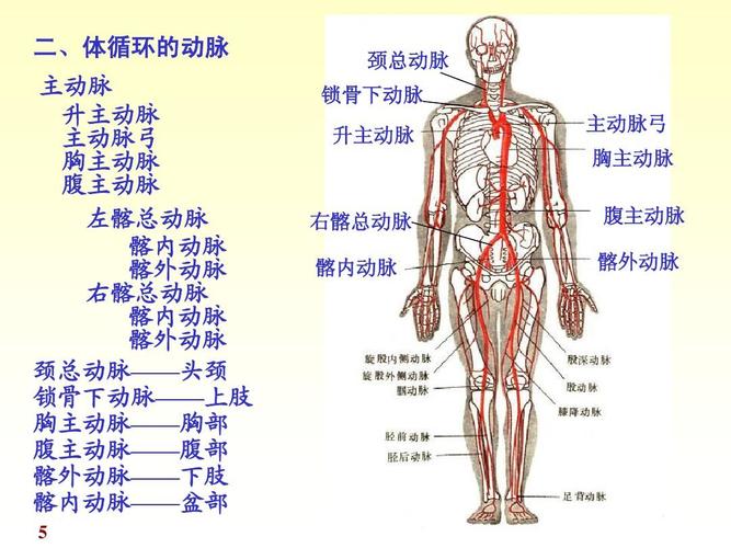 9动脉总论,各论《人体解剖学》《正常人体结构》课件ppt
