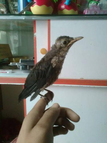 这只百舌鸟是公吧!