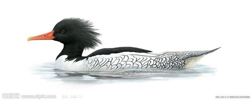 中华秋沙鸭图片