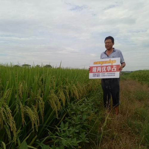 农业部超级稻——隆两优华占在湖南衡阳县丰收表现,经历高温雨水洗礼