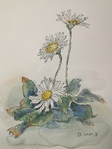 20200506小雏菊