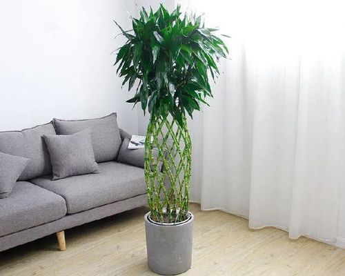 花市富贵竹造型优美,为何自家越养越差?