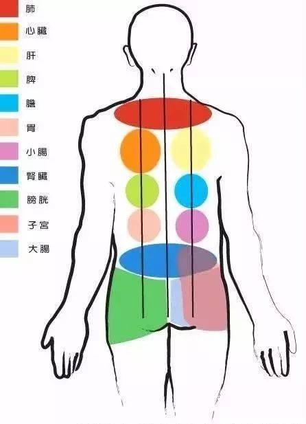 背部:人体的全息缩影