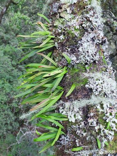 石韦 瓦伟草 ,七星草,骨牌草小叶 中药材