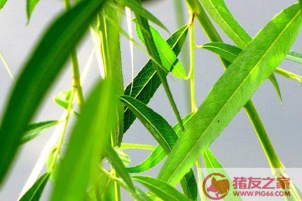 柳树的叶子像什么 弯弯的柳树像什么