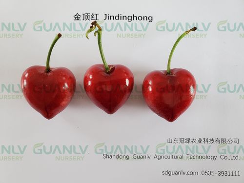 金顶红 jindinghong