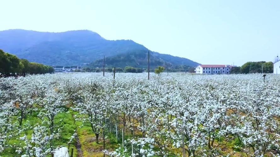 苏州:2020年树山的春天