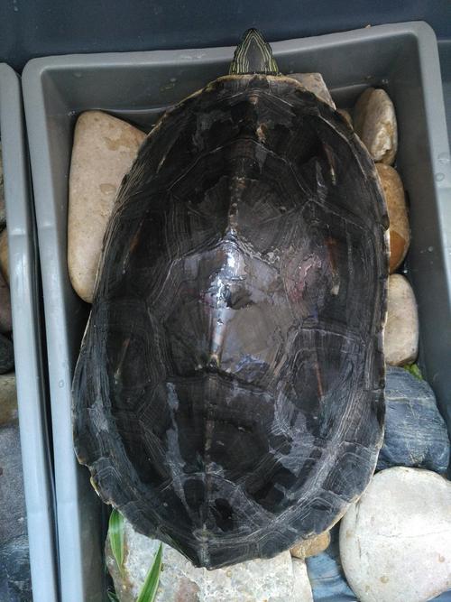 两只8年大花龟,每年生蛋,两只加起来7斤多,找领养