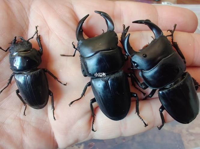 中国大锹甲虫,盘它!_爬宠_宠物_宠物其他