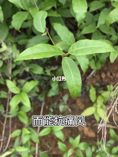 若食之功效专于舒筋活络络石藤所含黄酮苷对尿酸合成为黄嘌呤氧化酶