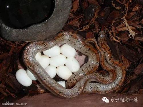【东邪图鉴】oligodon小头蛇属:美丽的吃蛋小精灵 !