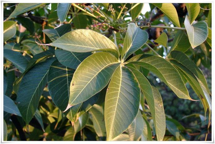 香苹婆也叫掌叶苹婆