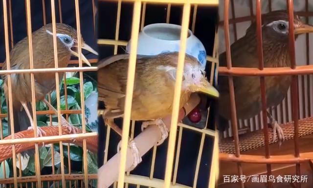 关于画眉鸟生鸟驯服的两个技巧