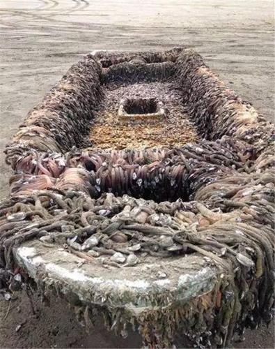 爬满鹅颈藤壶的船