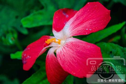 绵绵细雨落在花瓣上有了另一番美感.