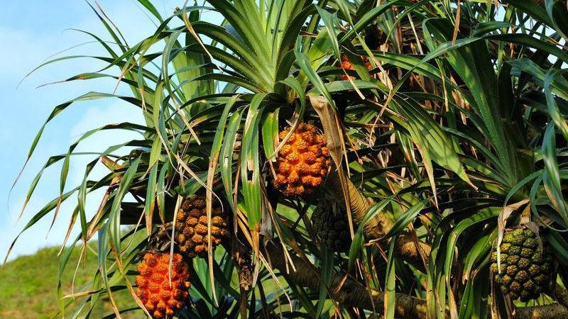 当前位置: 发财农业网 农业知识 手机阅读   凤梨树又叫菠萝树,其树干