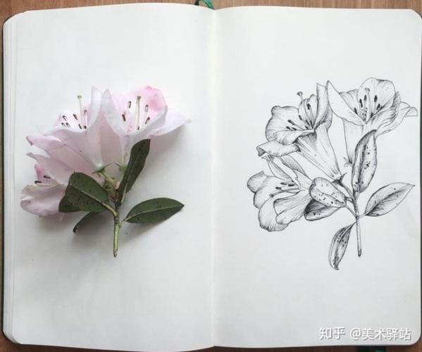 速写场景不愁,植物速写都临摹起来!